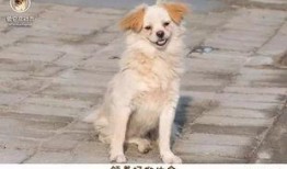 救助动物感人视频爆料,救助动物感人视频背后的感人故事